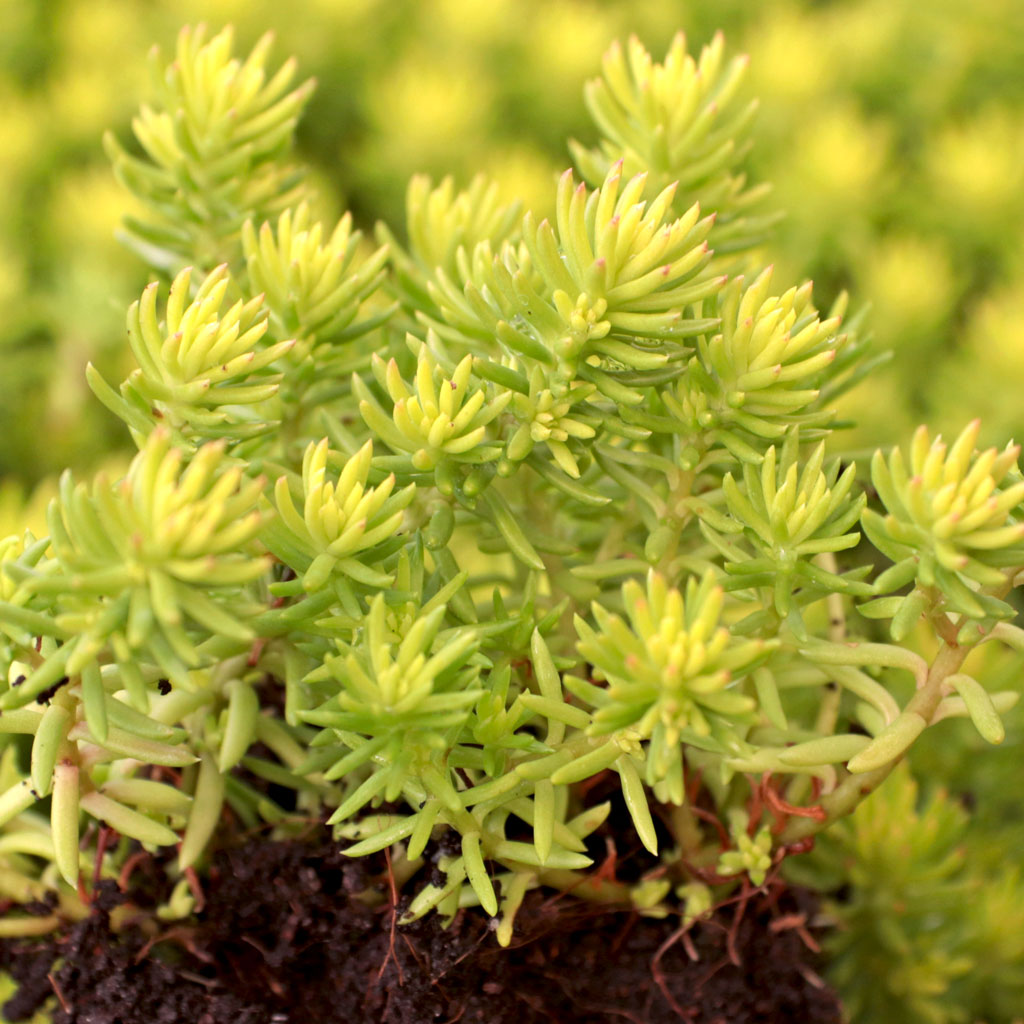 Sedum Sunsparkler® 'Angelina's Teacup' Questions & Answers