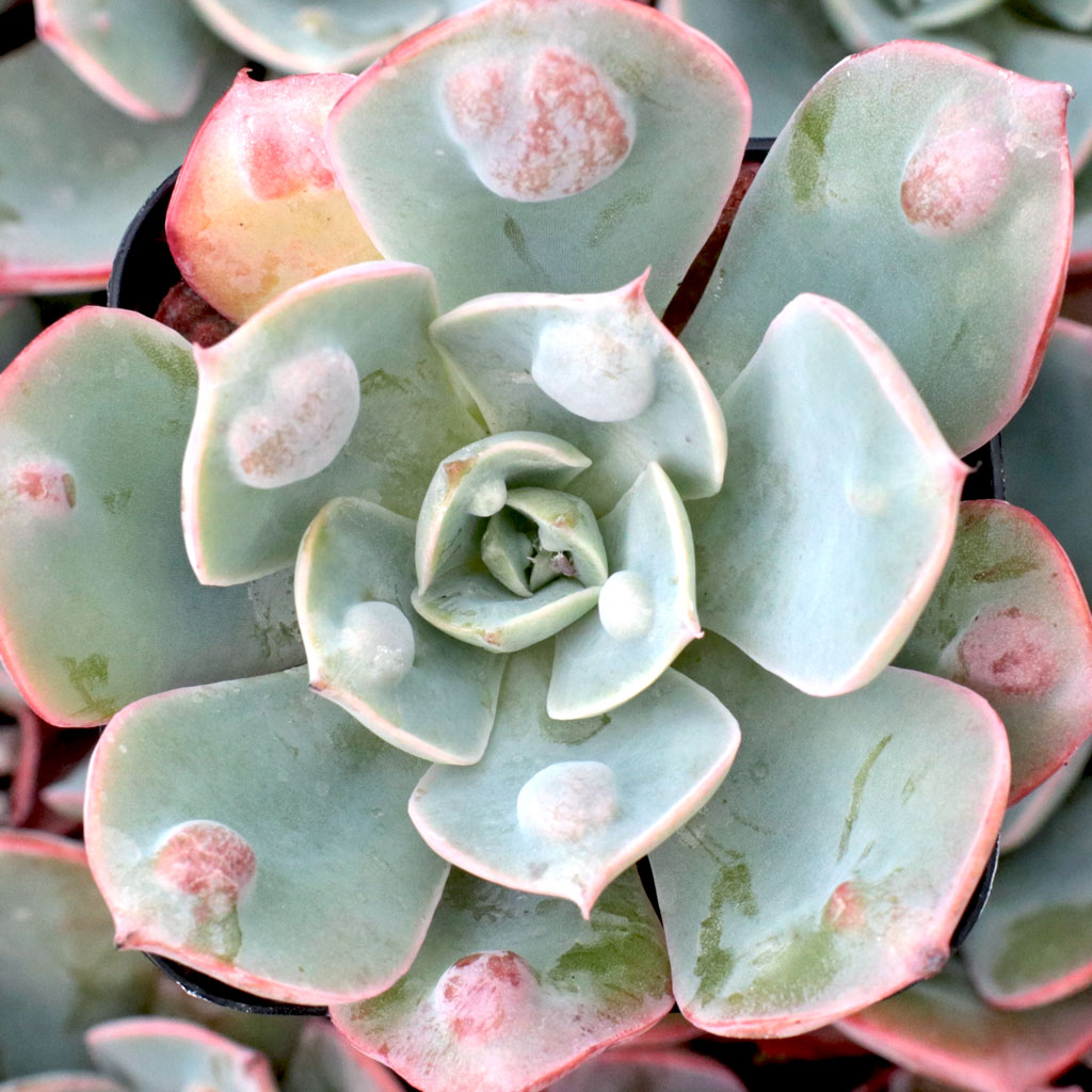 What size is the Echeveria 'Raindrops'?