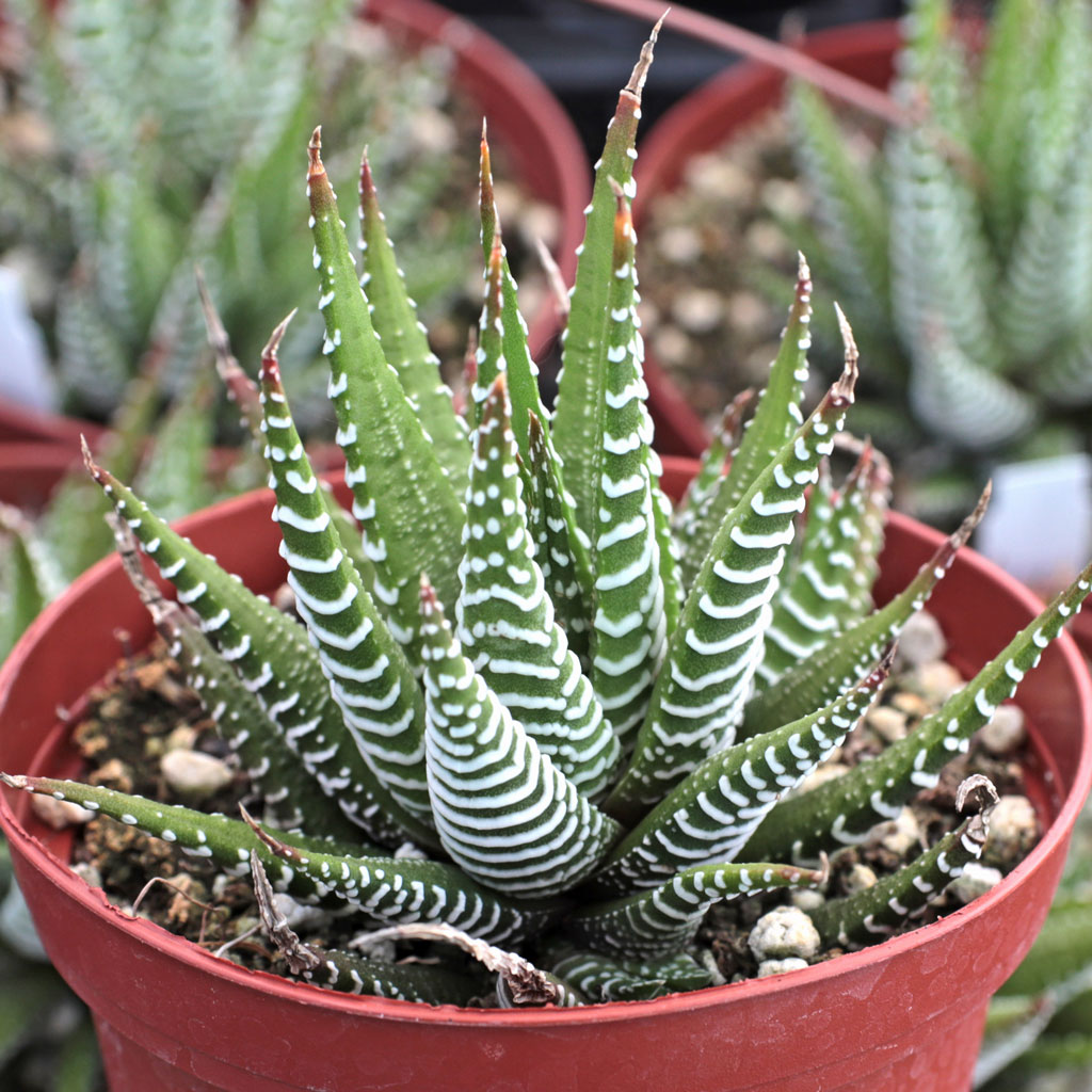 haworthia fasciata zebra plant , what sizes do you have?