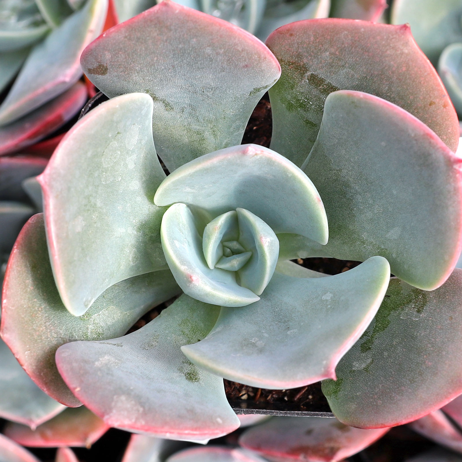 Echeveria 'Dusty Rose' Questions & Answers