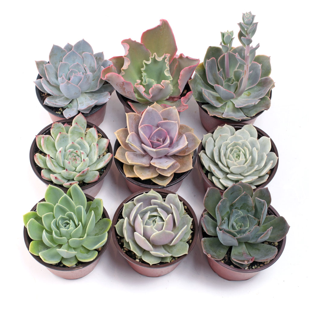 Echeveria Set of 9 - Larger 3.5" Pots w/ ID Questions & Answers