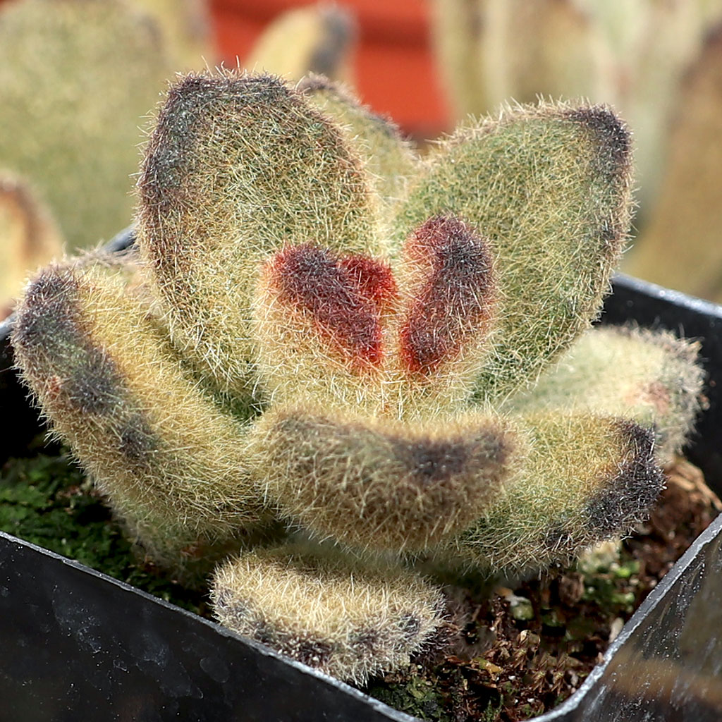 Kalanchoe tomentosa 'Teddy Bear' Questions & Answers