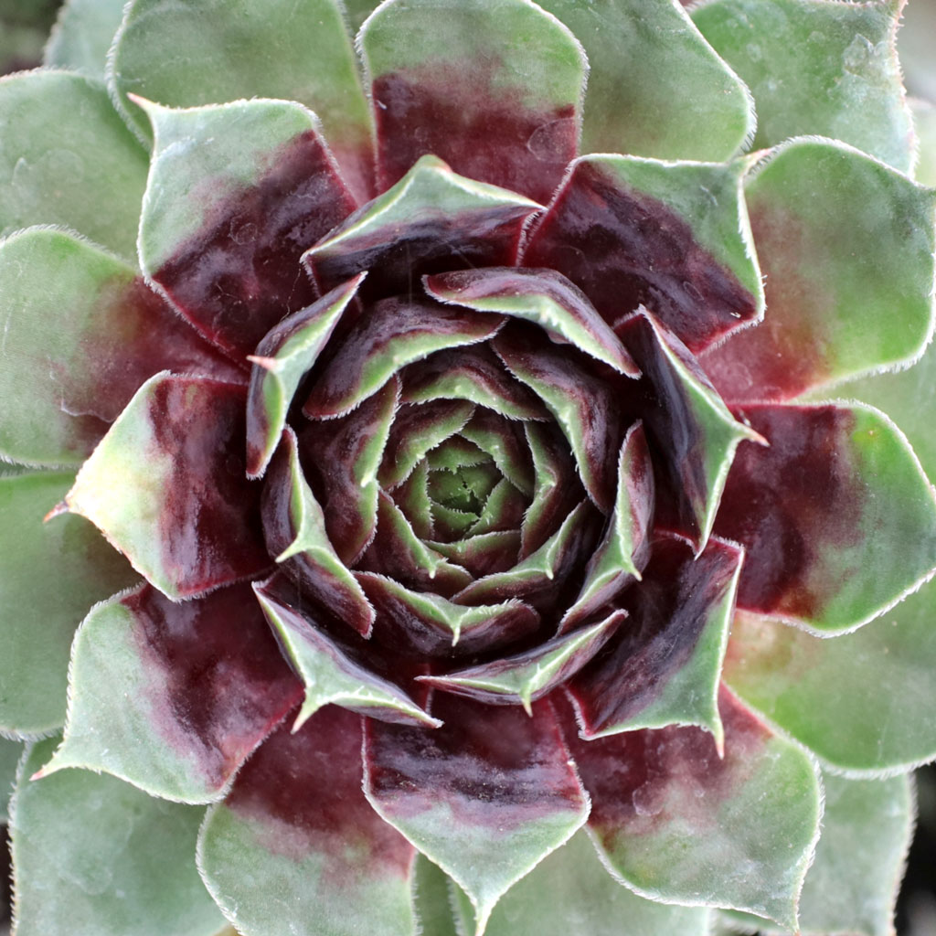 Sempervivum 'Crimson Crush' [exclusive] Questions & Answers