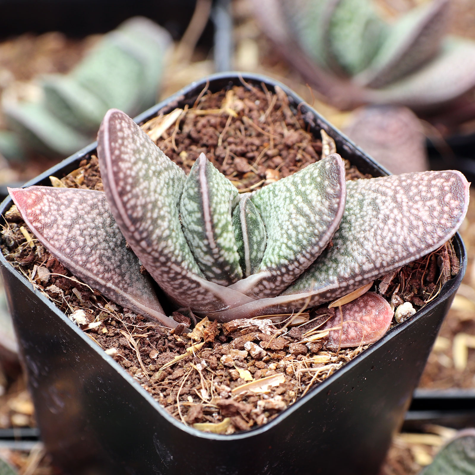 Gasteria 'Purple Dragon' [exclusive] Questions & Answers