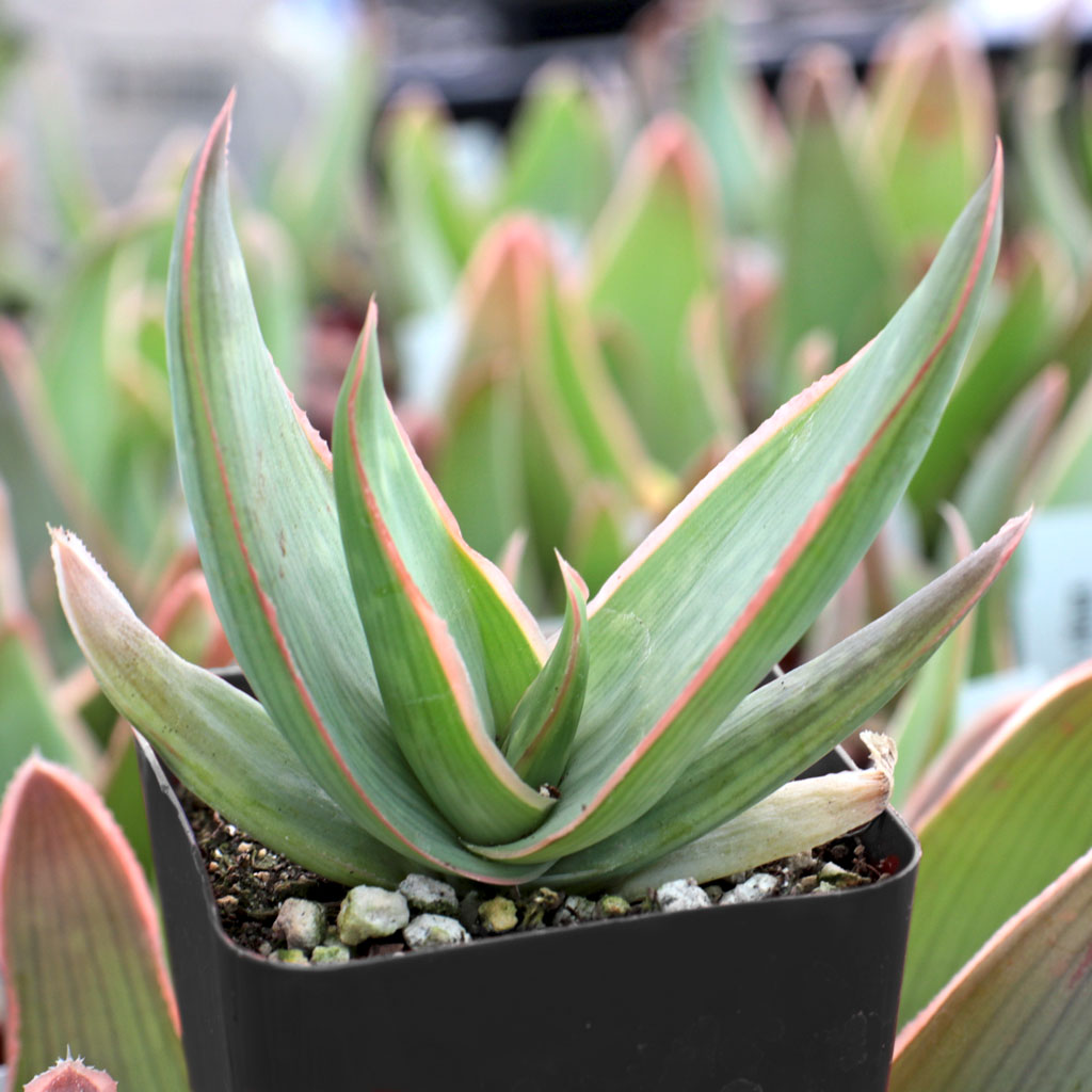 Aloe striata - Coral Aloe Questions & Answers