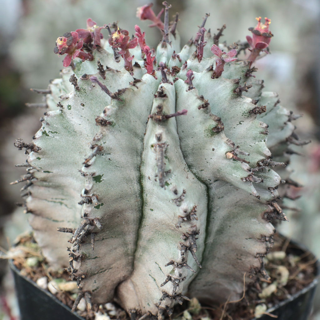 Euphorbia polygona 'Snowflake' Questions & Answers