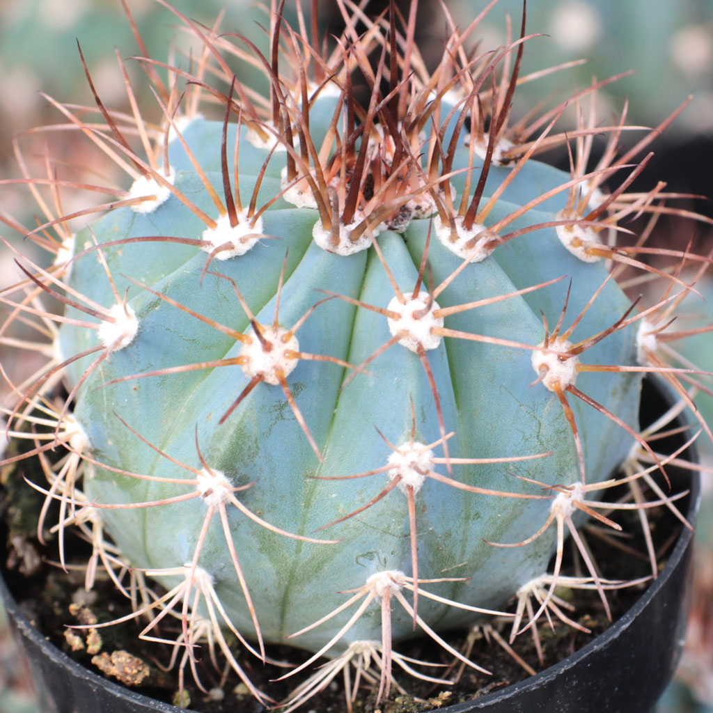 Melocactus growing help