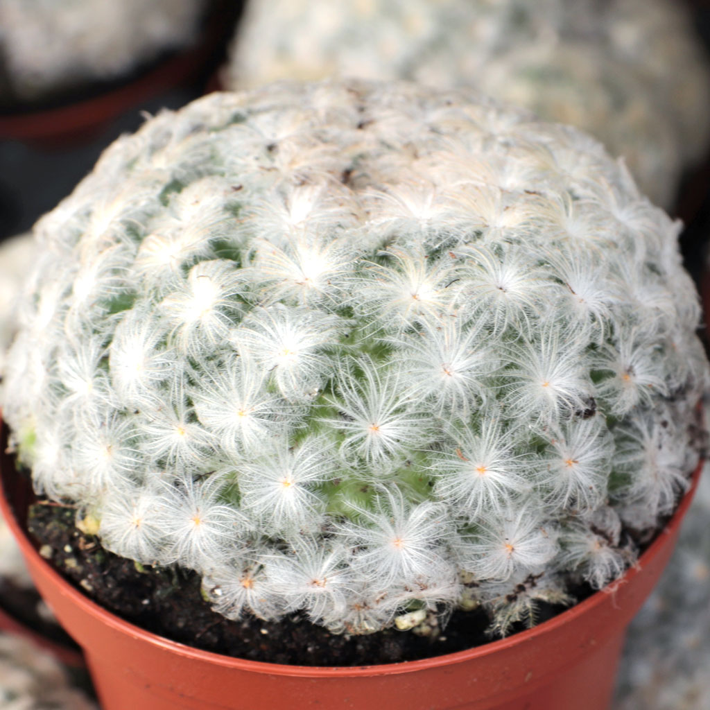 Is Mammillaria plumosa safe to handle with bare hands?