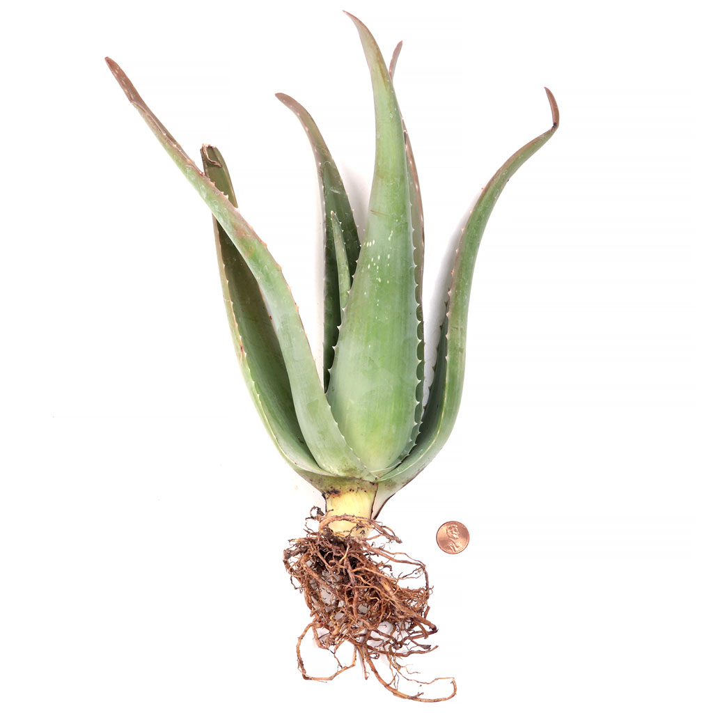 Aloe vera [bare root] [large] Questions & Answers