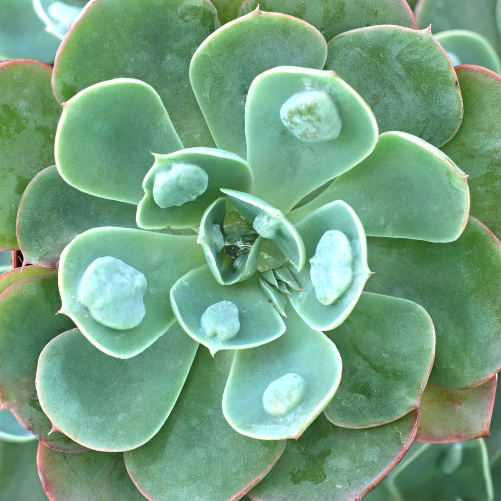 Echeveria 'Raindrops' [large] Questions & Answers