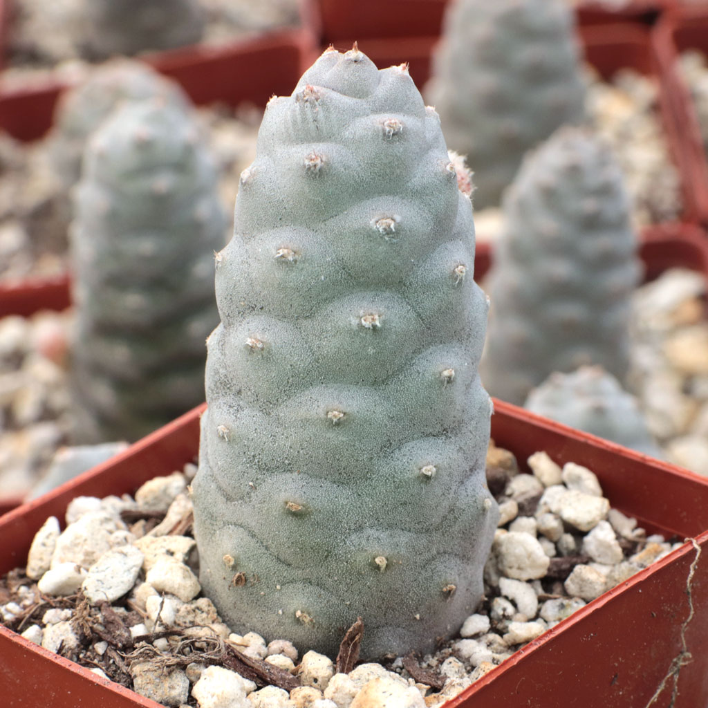 What should I do with the growth on top of the pine cone cactus?