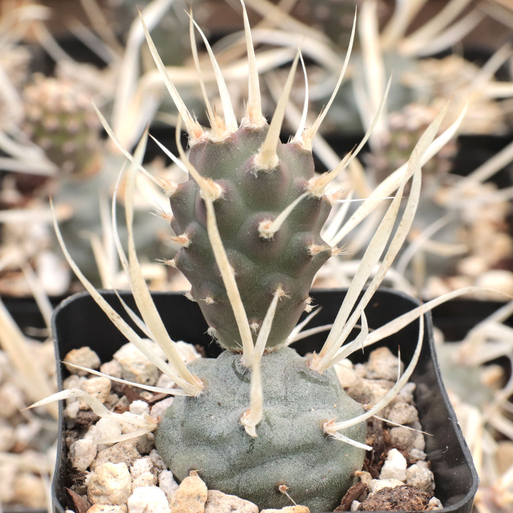 Tephrocactus articulatus var. papyracanthus - Paper Spine Cactus Questions & Answers