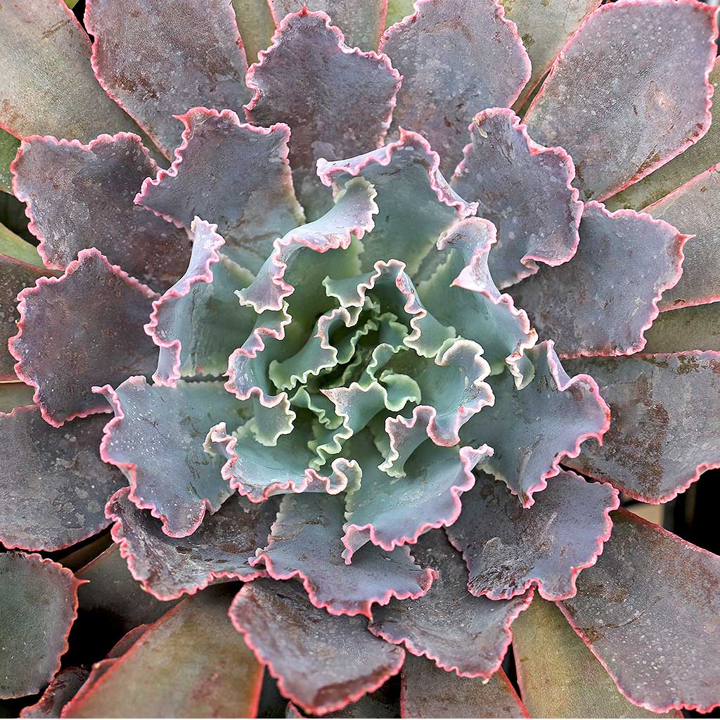 Echeveria 'Neon Breakers' [large] Questions & Answers