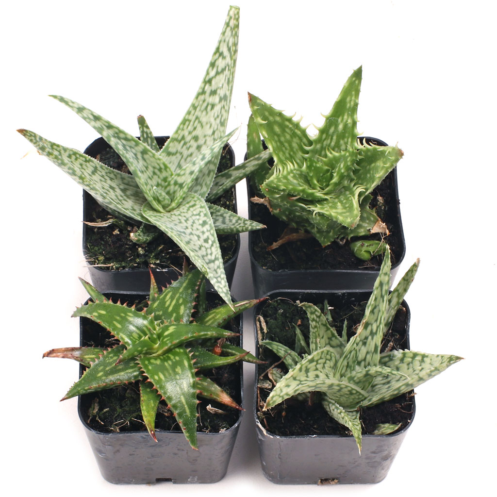 Aloe Set of 4 Types - 2in Pots w/ ID Questions & Answers