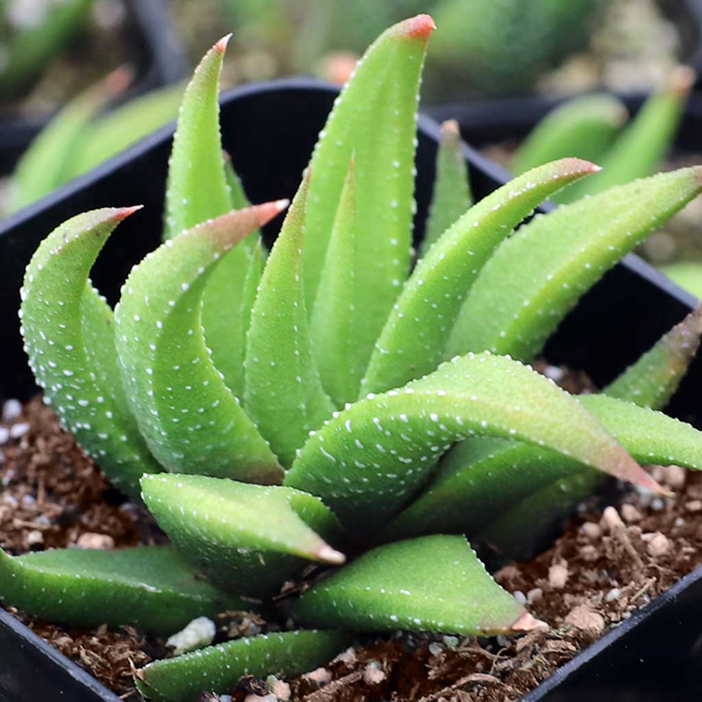 Haworthia attenuata var. glabrata Questions & Answers