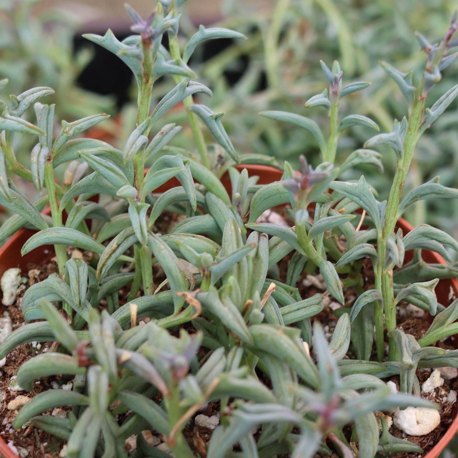 HOW TO PROPAGATE FLYING DOLPHINS