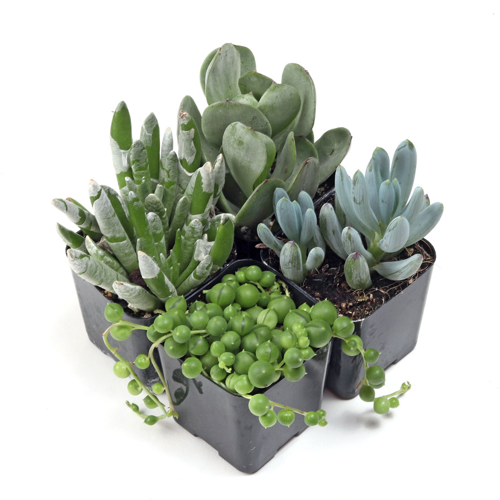 Does the pack of 4 in my cart come planted in pot.