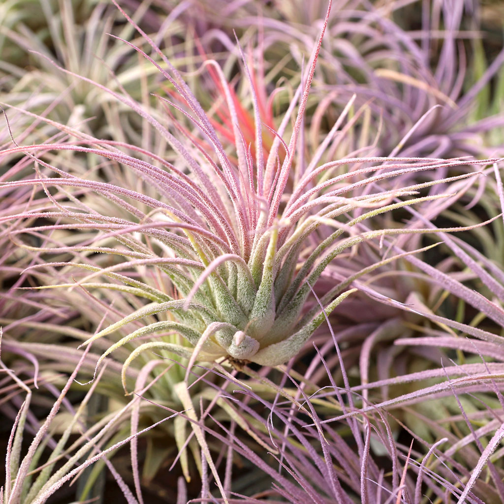 Air Plant - Tillandsia ionantha (lilac, enhanced) [2.0-3.0"] Questions & Answers