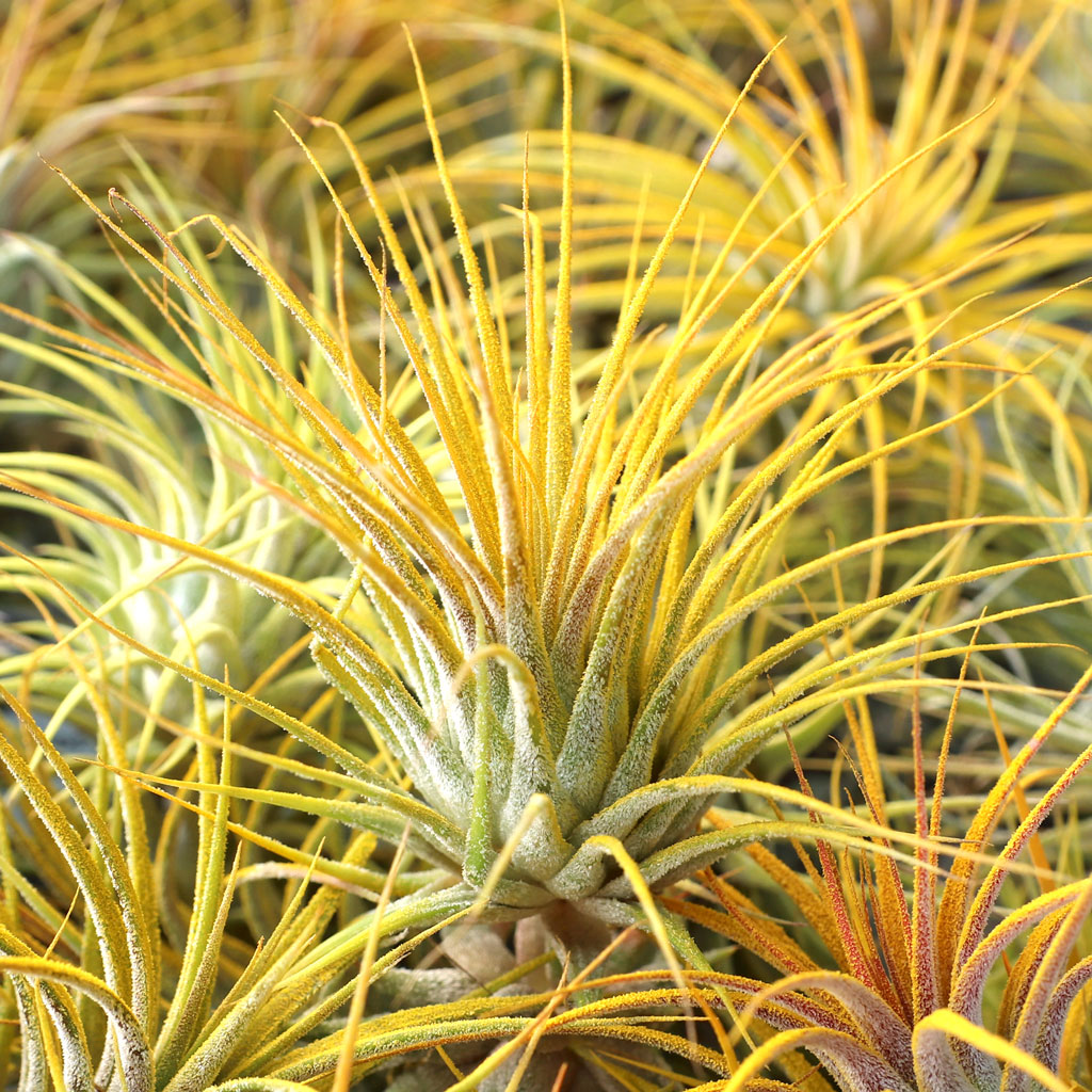 Air Plant - Tillandsia ionantha (yellow, enhanced) [2.0-3.0"] Questions & Answers