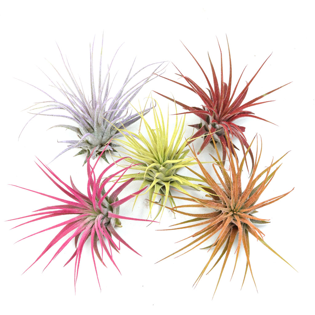 Air Plant - Tillandsia Colorful Ionantha Set of 5 [2.0-3.0"] Questions & Answers