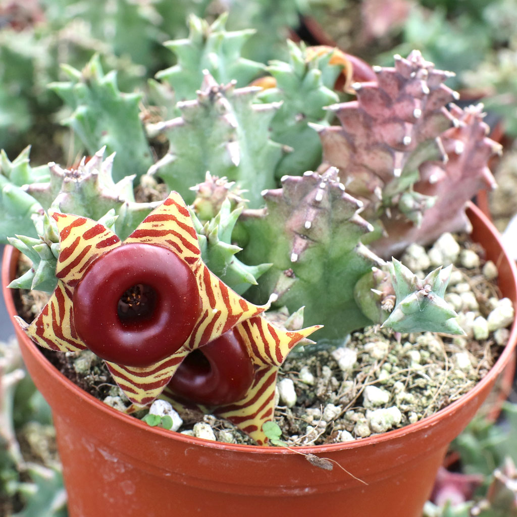 How quickly does this stapeliad grow? And what does it look like when it doesn't have that gorgeous bloom?