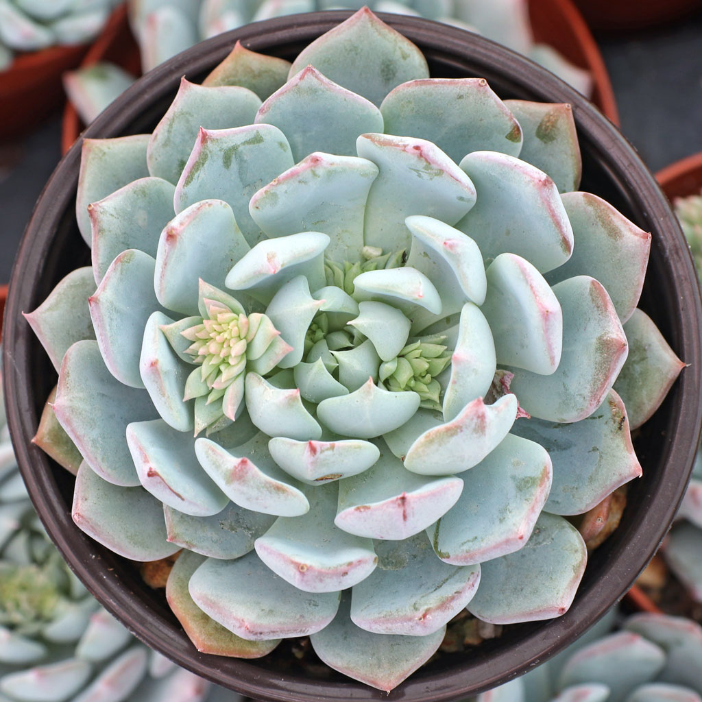 Echeveria 'Azulita' [large] Questions & Answers