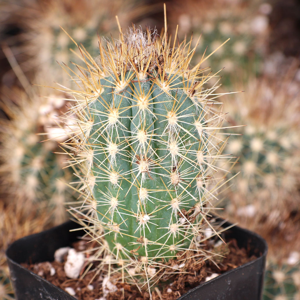 Pilosocereus gounellei Questions & Answers