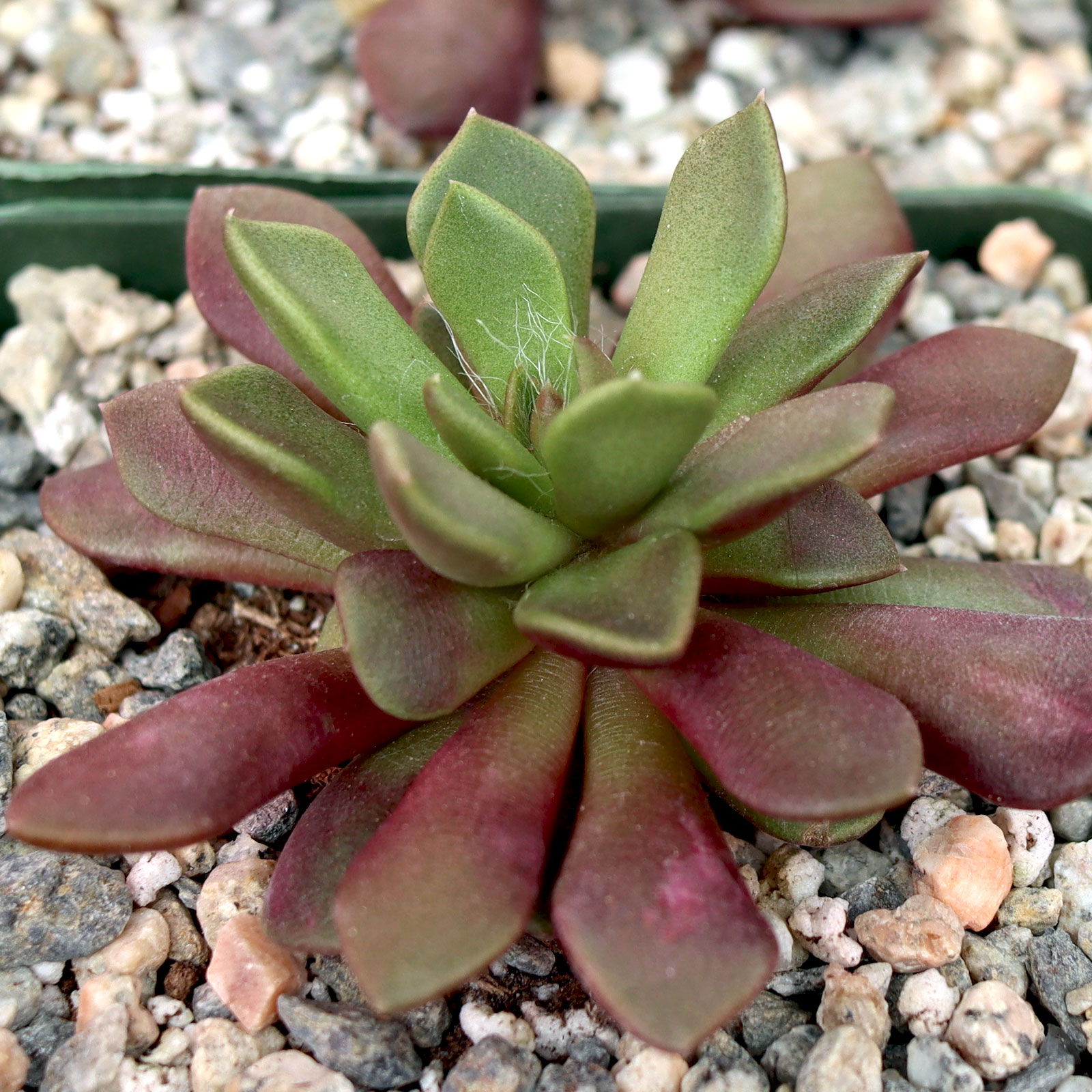 Anacampseros rufescens - Sand Rose [large] Questions & Answers