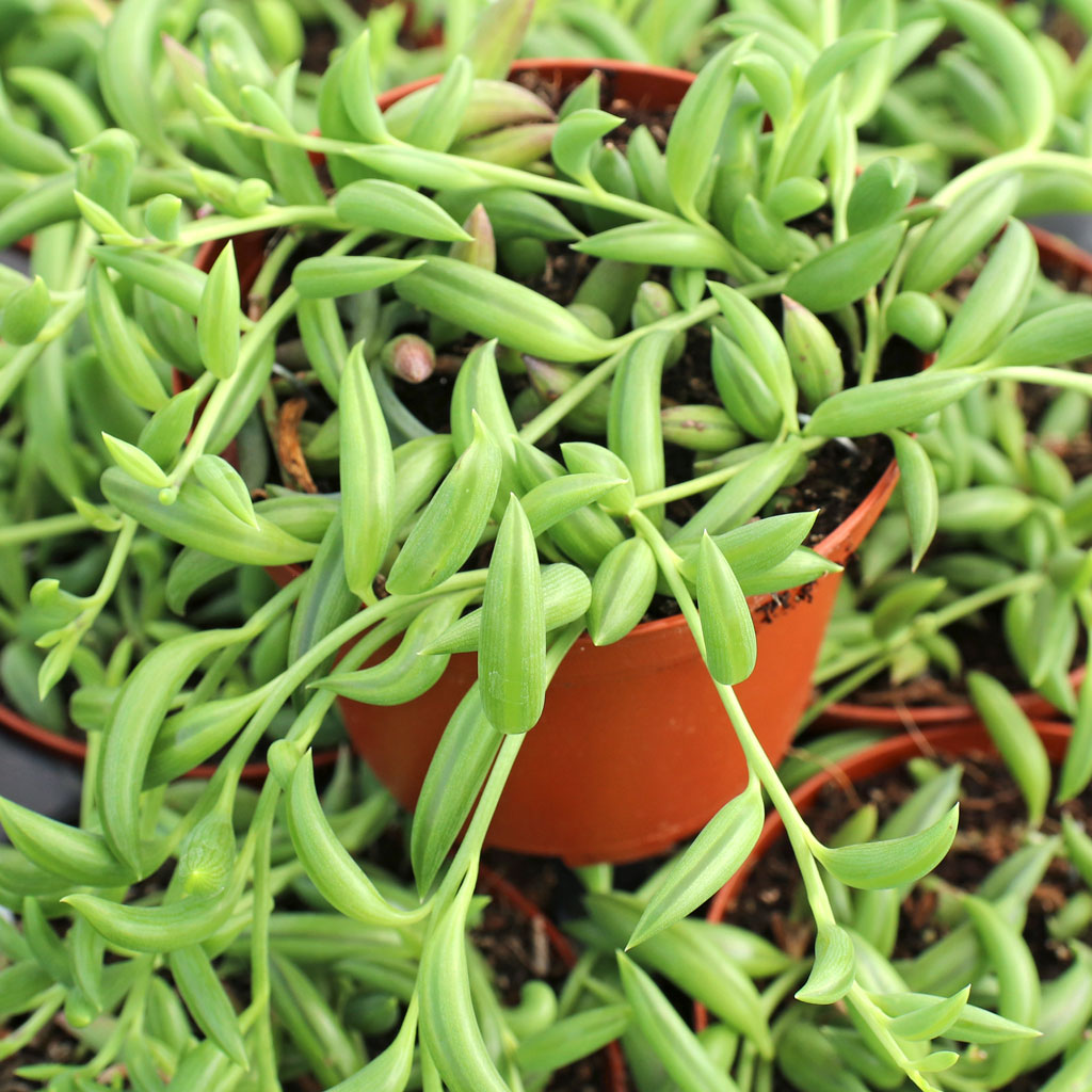 Senecio radicans - String of Bananas, Fish Hooks [large] Questions & Answers
