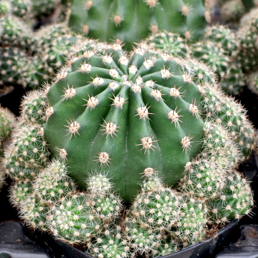 Echinobivia 'Rainbow Bursts' [large] Questions & Answers