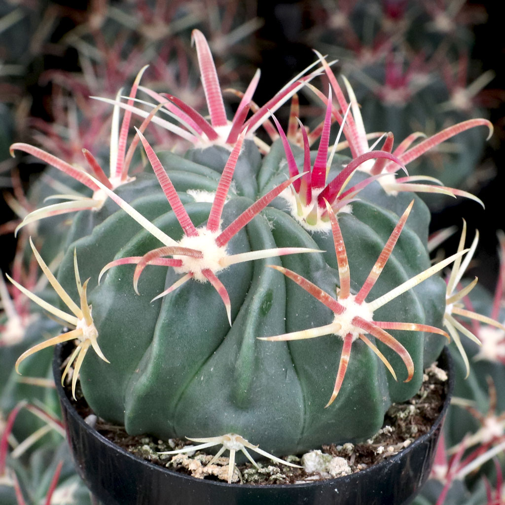 Ferocactus latispinus - Devil's Tongue Questions & Answers