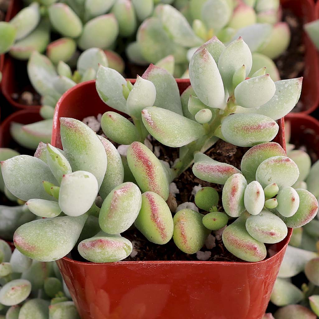 I am interested  in cotyledon pendens. Is it too cold to ship this plant to zone 8 or should I wait a few months to