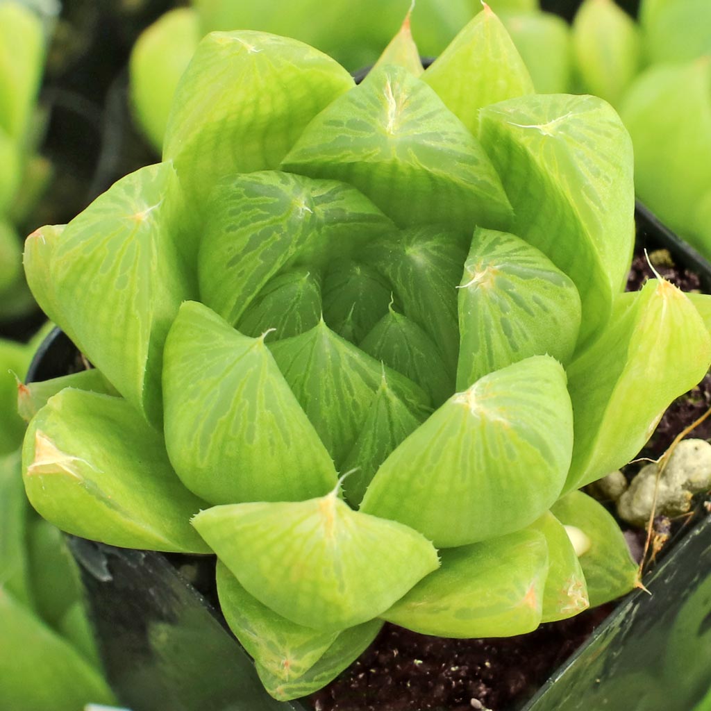 Haworthia cymbiformis var. incurvula Questions & Answers