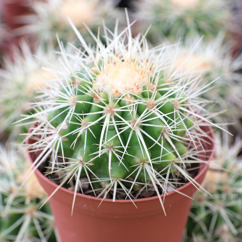 Are these really golden barrel cactuses or are they the white version (echinocactus grusonii var. albispinus)?