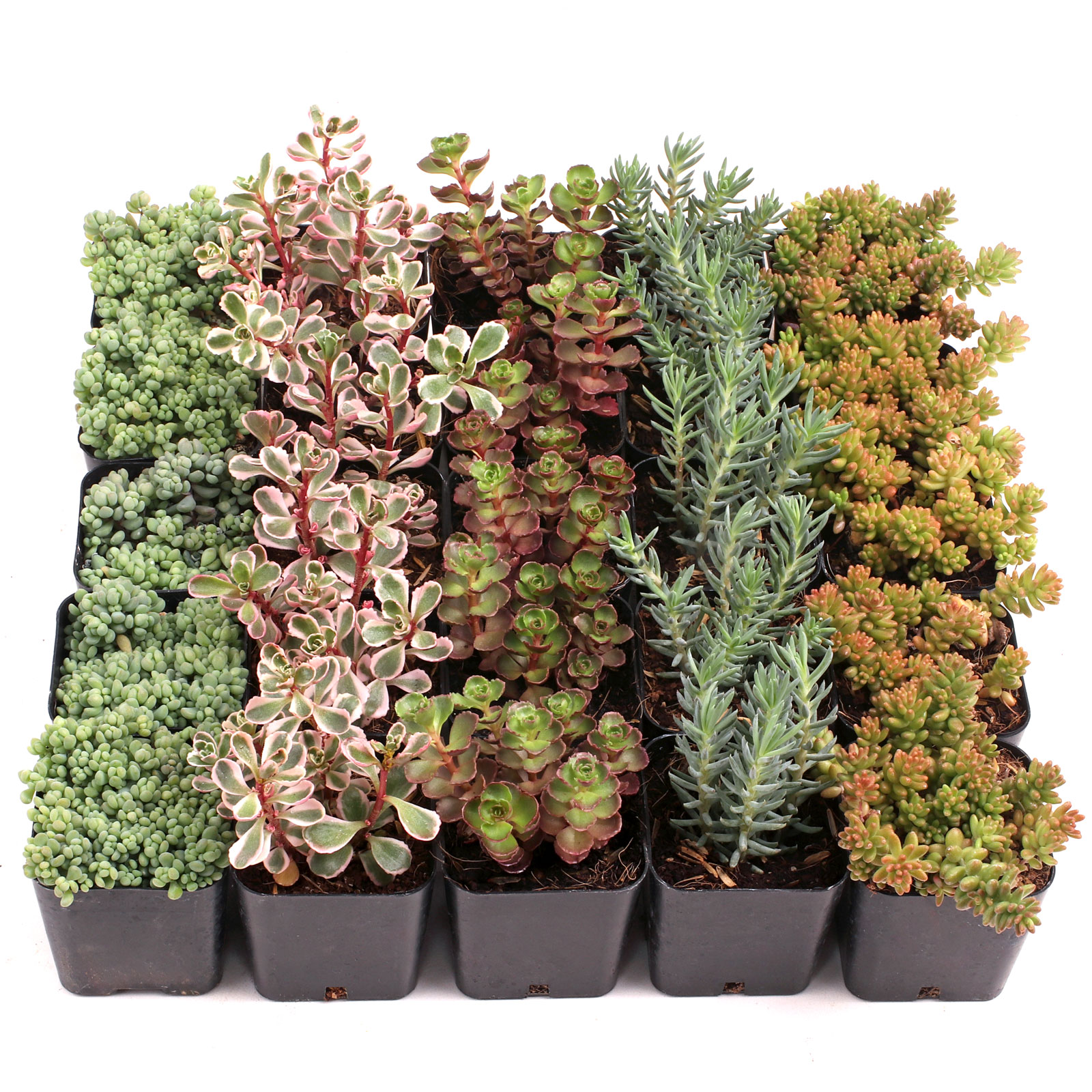 Sedum (Hardy) Bulk 25 Tray - 5 Types w/ ID - 2in Pots Questions & Answers