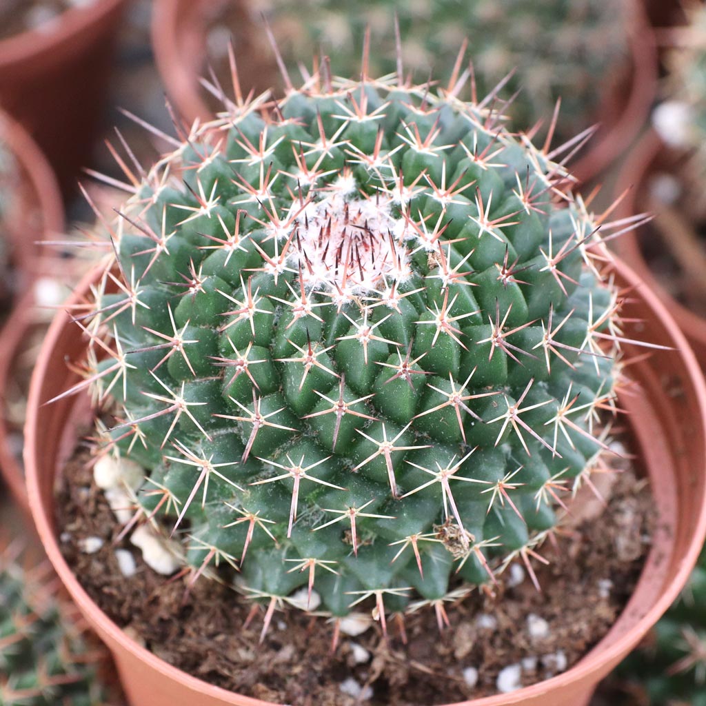 I am planting my small cactus in a six inch pot,  should I put some rocks in the bottom to raise the amount of dirt