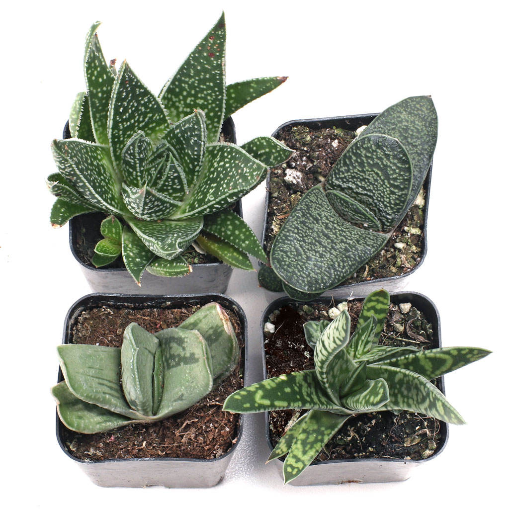 Gasteria Set of 4 Types - 2in Pots Questions & Answers