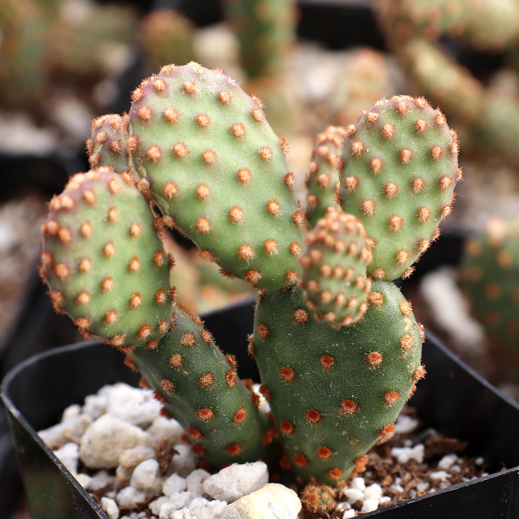 Opuntia rufida f. monstrosa - Mini Cinnamon Cactus Questions & Answers