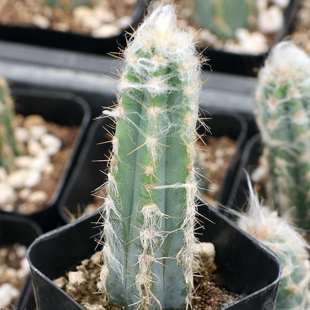 Does this Cactus get fuzzy like a fuzzy torch Cactus??