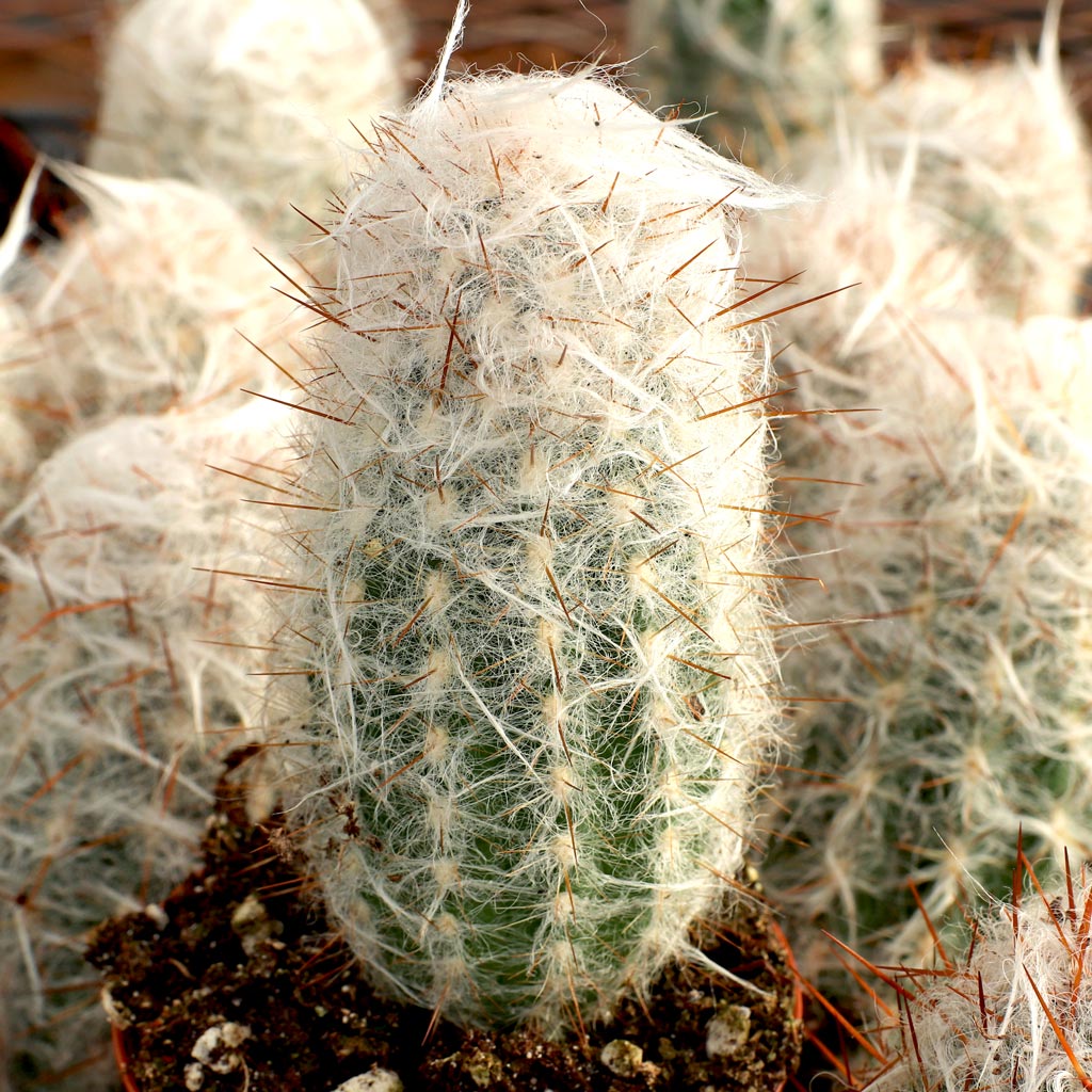 How does old lady cactus differ from old man cactus