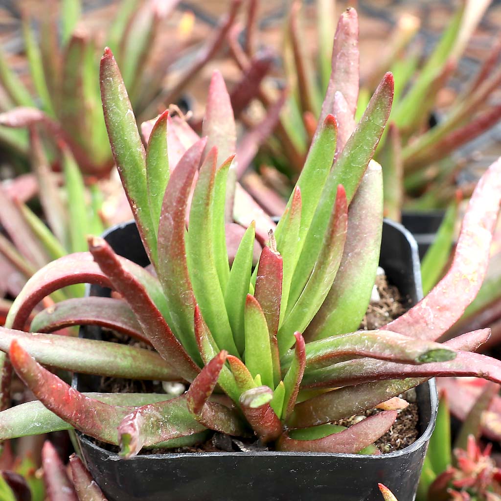 Why is my Crassulla Devil's Hornes, all drooping and wilted  after repotting?