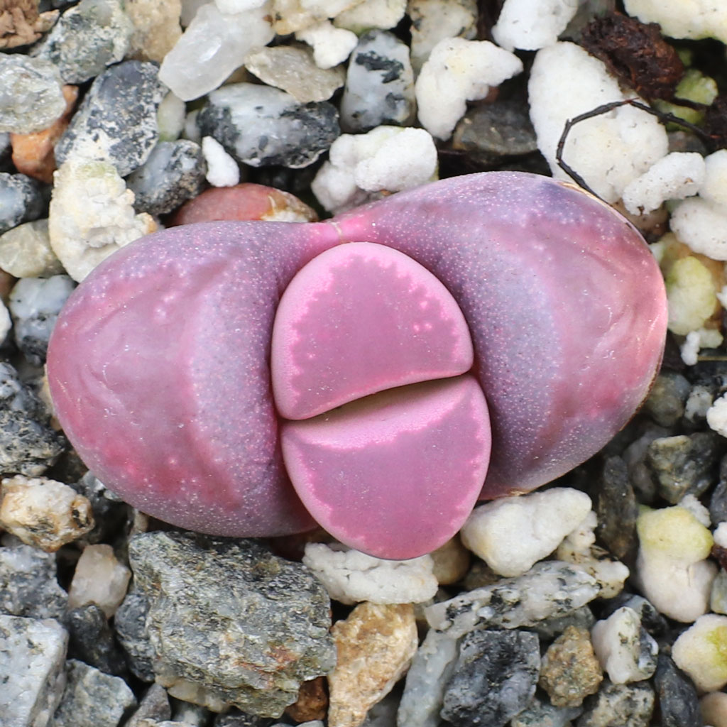 I just received my lithops today. Can I go ahead and repot them today?