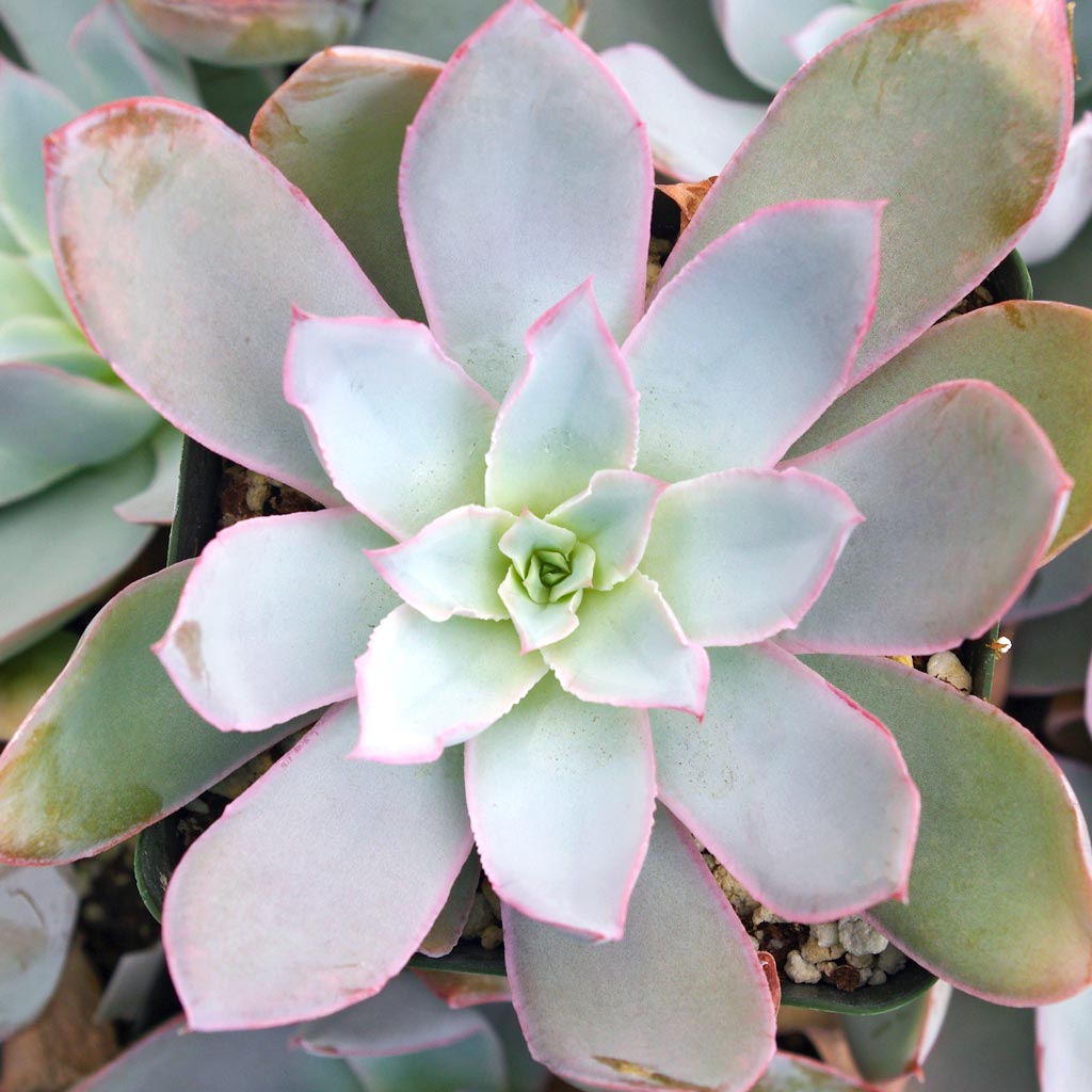 what size pot will this plant be in? Echeveria cante