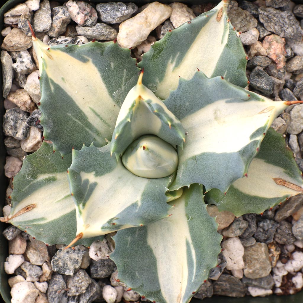 Agave isthmensis f. mediopicta alba [large] [limited]. What size is the pot in this picture?