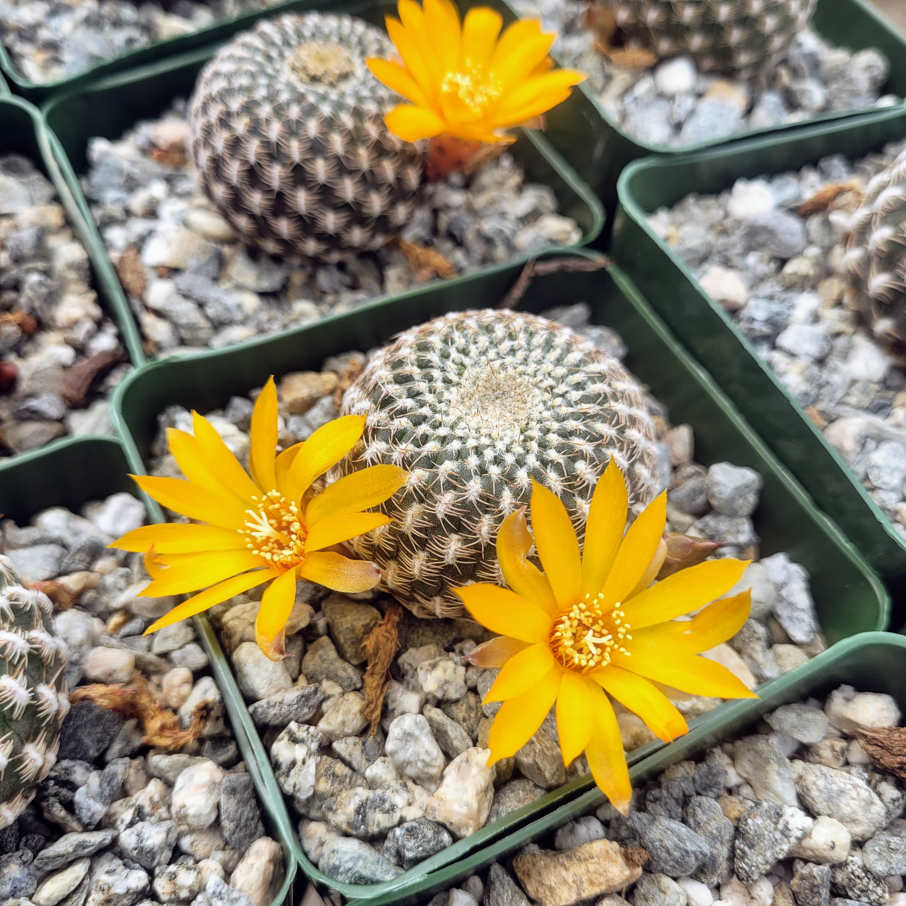 Rebutia arenacea  needs to be washed