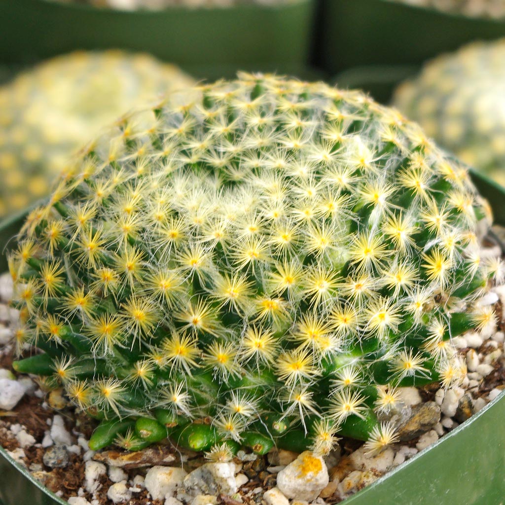 Mammillaria schiedeana [large] Questions & Answers