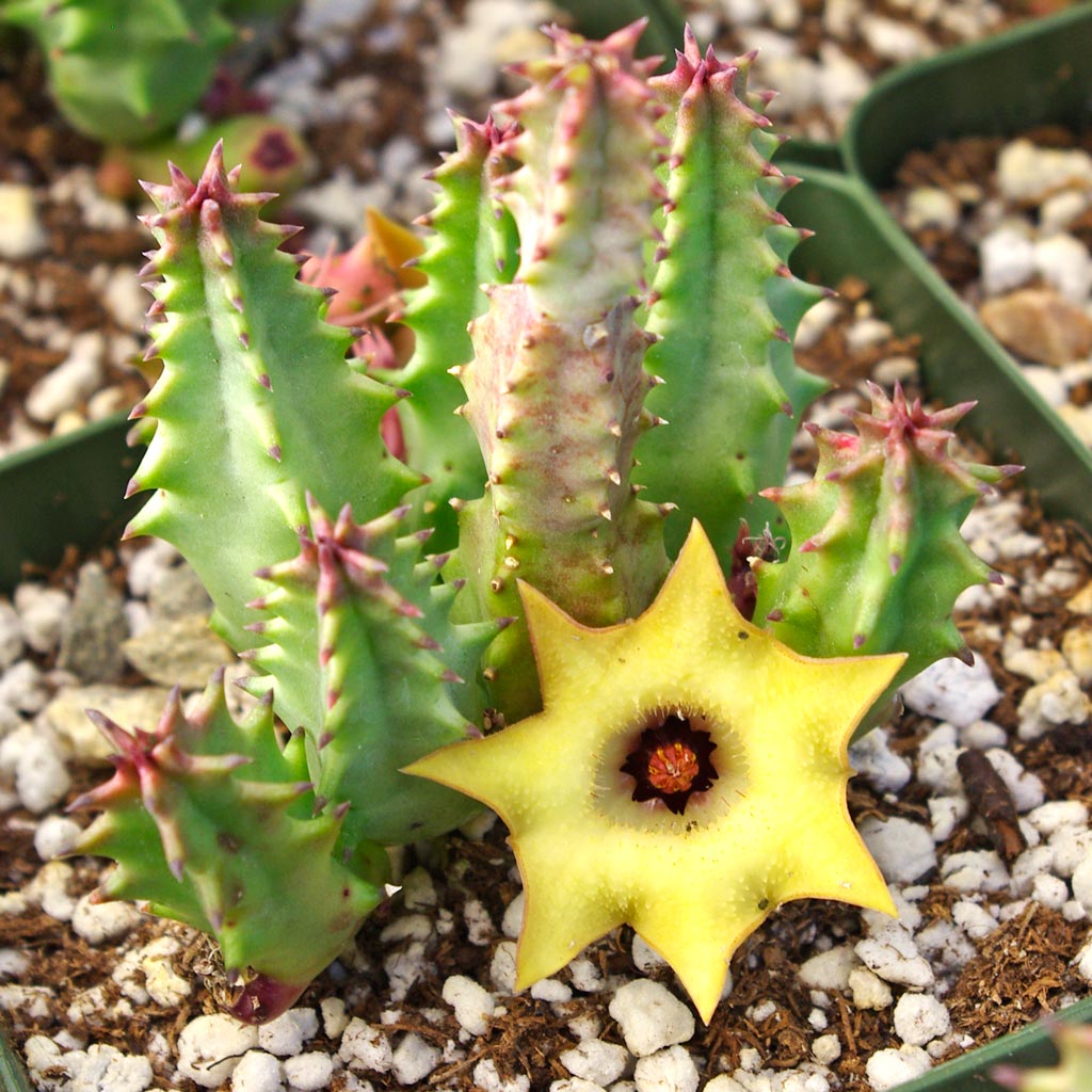 Huernia thuretii var. primulina [large] Questions & Answers