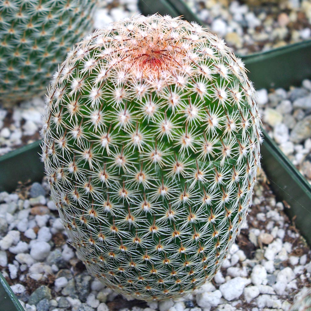 Mammillaria matudae - Thumb Cactus [large] Questions & Answers