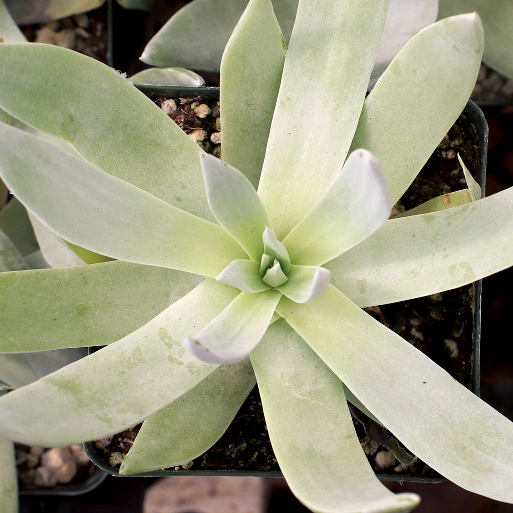 Dudleya brittonii Questions & Answers