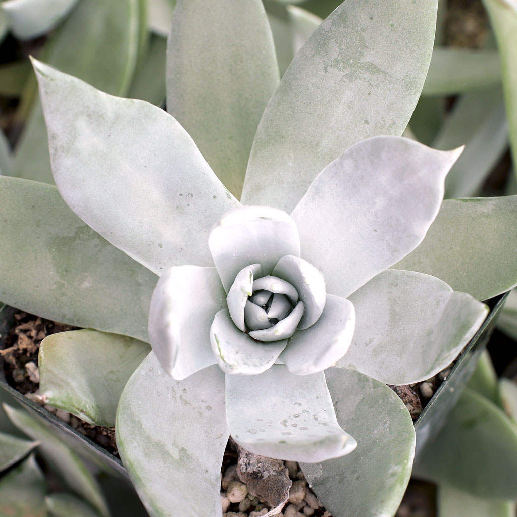 Had a Dudleya from here before. Spritzed lightly in summer, it died. If it’s inside, how does it know its winter?